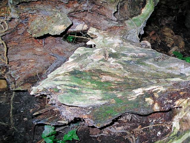 Tete de chien minerale.jpg